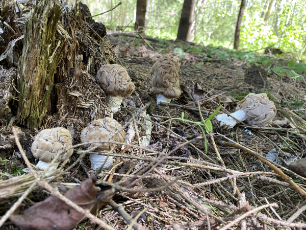 Miniatūra Lāčpurni 4.jpg